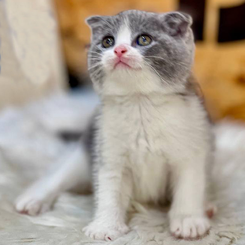 Mèo Scottish Fold tai cụp bicolor xám trắng đáng yêu