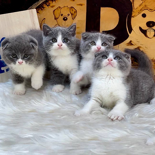 Bốn chú mèo Scottish Fold con lông xám trắng, tai cụp, nằm trên thảm lông mềm.