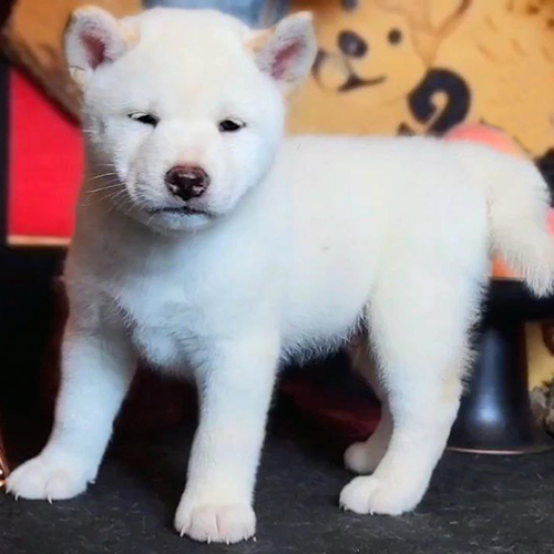 Chó Shiba Inu con màu trắng đứng với vẻ mặt nghiêm túc.