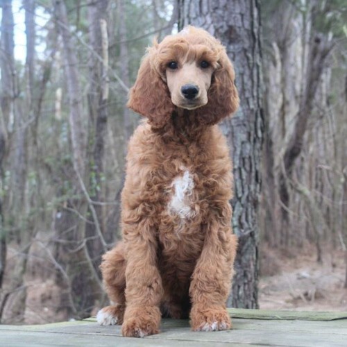 Chó Standard Poodle nâu ngồi trên nền rừng cây.