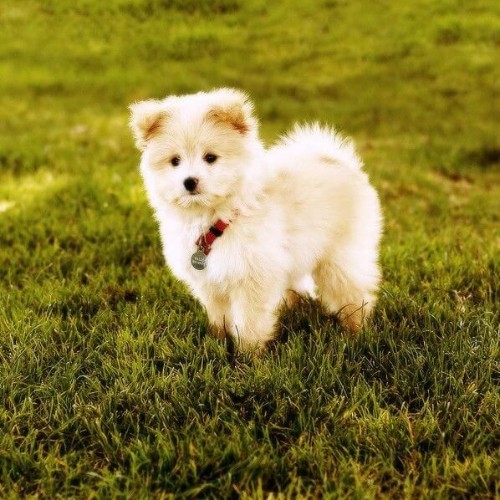 Chó Pomapoo lai Phốc Sóc và Poodle, xinh xắn và thông minh.