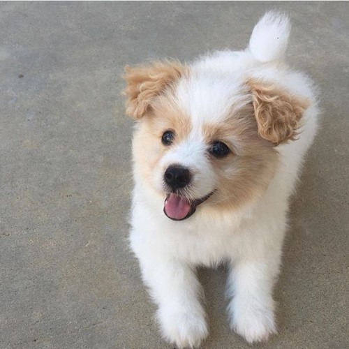 Chó Pomapoo lai Phốc Sóc và Poodle, lông trắng mượt đáng yêu.