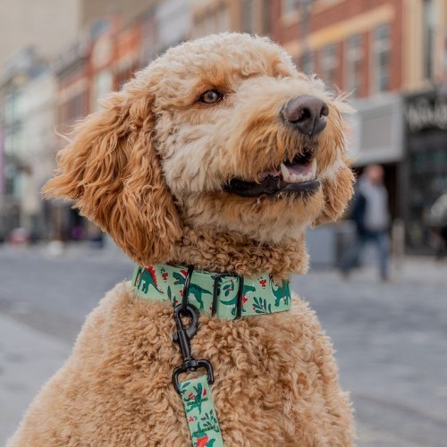 Chó Poodle đeo dây xích và vòng cổ họa tiết hoa lá trên phố.