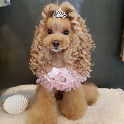 Chó Poodle quý phái với bộ lông xoăn dài được tạo kiểu, đội vương miện nhỏ.