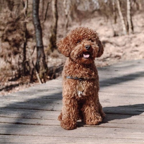 Chó Toy Poodle lông xoăn nâu đứng trên cầu gỗ trong khu rừng