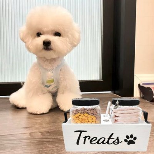 Chó Poodle trắng ngồi cạnh hộp đựng thức ăn hạt và đồ ăn vặt.