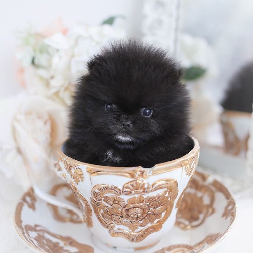 Chó Phốc Sóc Teacup màu đen ngồi trong tách trà trang trí hoa văn vàng trắng.