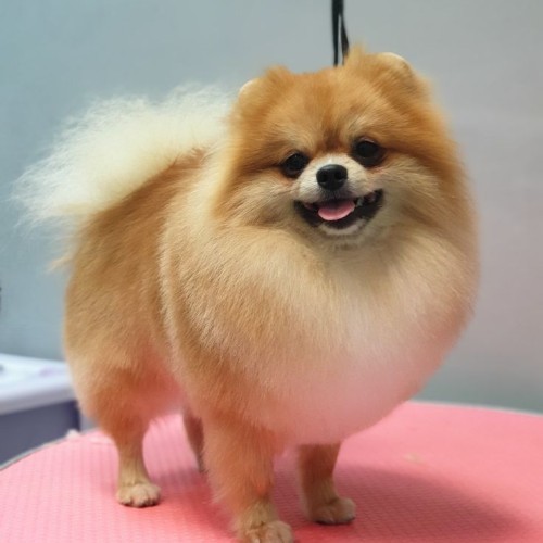 Chó Phốc Sóc màu vàng cam với bộ lông mượt mà đứng trên bàn, miệng cười đáng yêu.