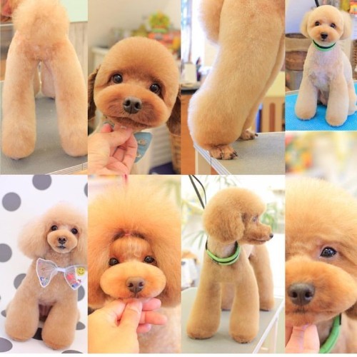 Gói spa cắt tỉa và tạo kiểu chuyên nghiệp cho chó Poodle tại Chomeocanh.com.