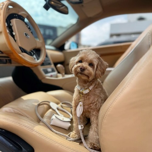 Chó Poodle nhỏ đeo dây dắt ngồi trong xe hơi sang trọng.