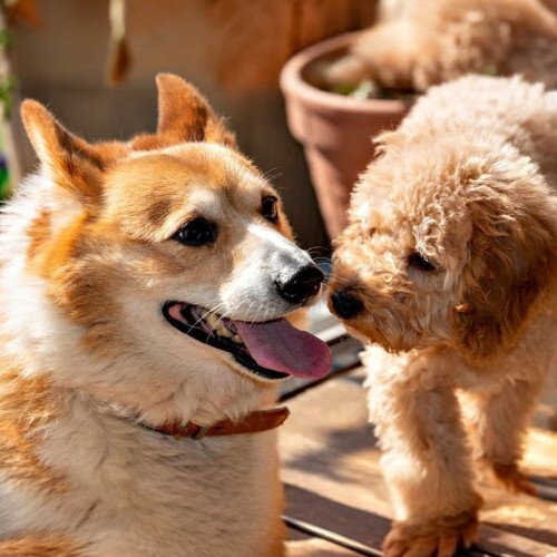 Chó Poodle lai Corgi, đáng yêu và thông minh, chơi đùa thân thiện.