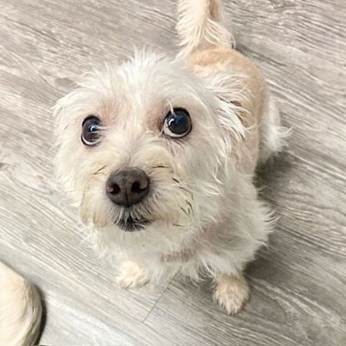 Chó Bắc Kinh lai Poodle với ánh mắt đáng yêu trên sàn gỗ.