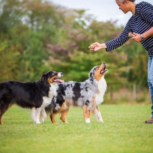 Huấn luyện chó chăn cừu Úc tập trung trong trò chơi vận động.