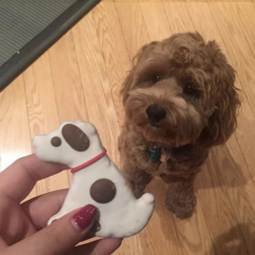 Chó Poodle đang chờ thưởng bánh hình chú chó với sự háo hức.