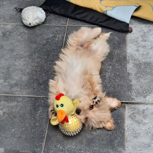 Chó Poodle nhỏ nằm trên sàn gạch, ôm đồ chơi hình con gà vàng.