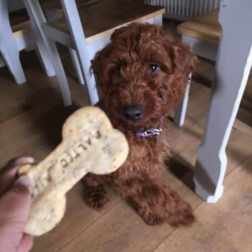 Bánh thưởng cho chó Poodle, món quà kích thích giúp việc huấn luyện hiệu quả.