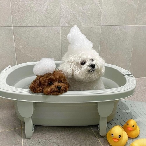 Hai chú chó Poodle trắng và nâu đỏ đang tắm bọt xà phòng trong bồn tắm.
