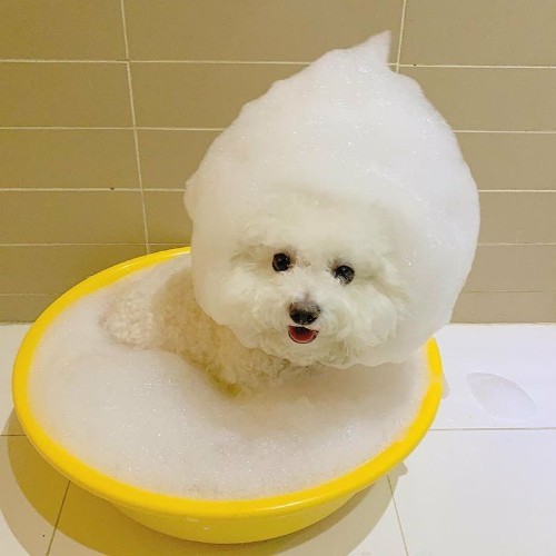 Chó Poodle trắng tắm bọt, đáng yêu trong chậu vàng.