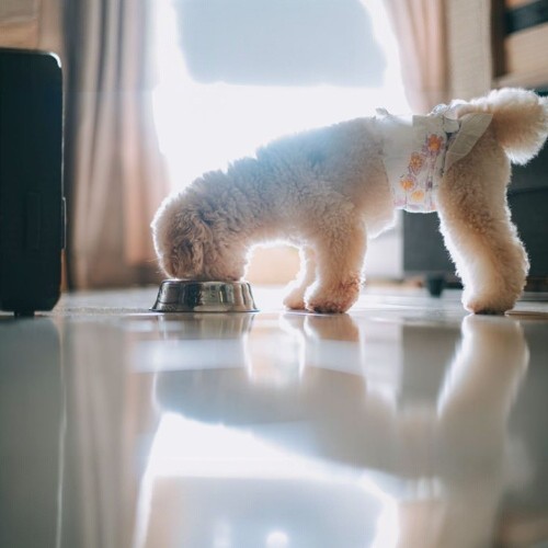 Chó Poodle đeo bỉm đang ăn thức ăn từ bát inox trong nhà.