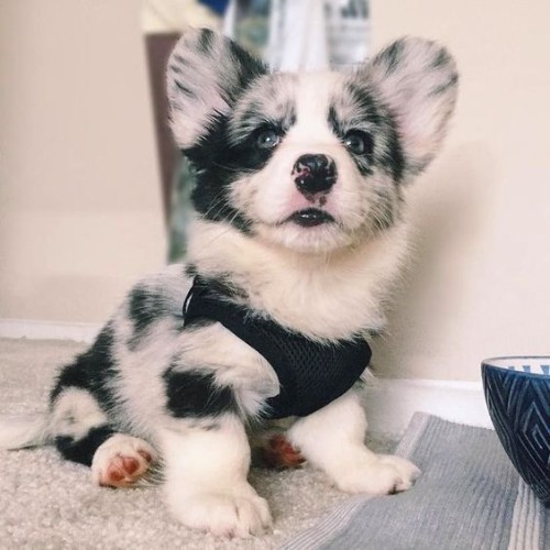 Chó Poodle lai Corgi đáng yêu, lông bông xù, thân hình mũm mĩm, tính cách thân thiện.