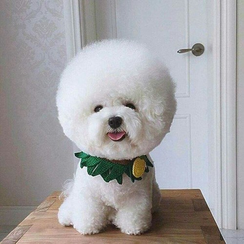 Chó Poodle trắng dễ thương đeo vòng cổ xanh lá hình hoa mặt trời vừa vặn và thời trang.