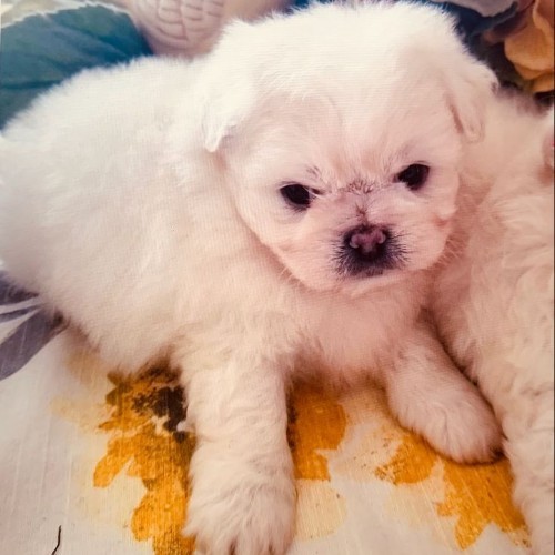 Chó con Bắc Kinh lai Poodle lông trắng đang nằm thư giãn trên nền họa tiết