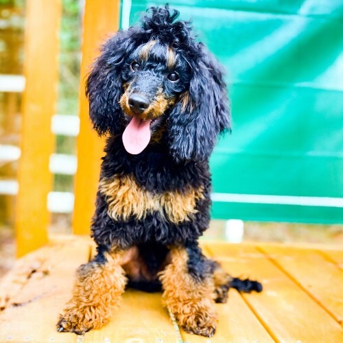 Chó Poodle Phantom lông đen và vàng ngồi trên sàn gỗ với biểu cảm vui vẻ.