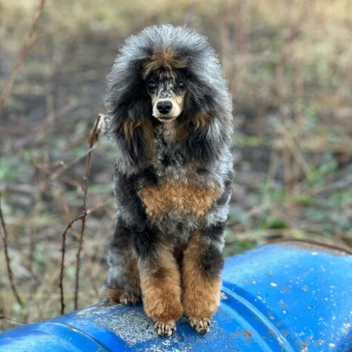 Chó Poodle Phantom với bộ lông đen vàng ngồi trên ống xanh.