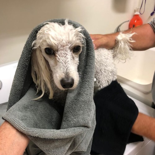 Hướng dẫn sử dụng sữa tắm Diva khi tắm cho chó Poodle đúng cách.