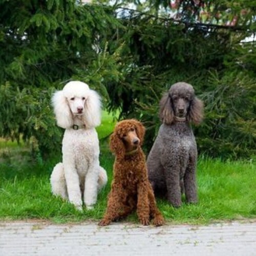 Ba chú chó Poodle với ba màu trắng, nâu và đen ngồi trên cỏ xanh.