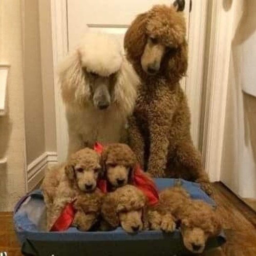 Đàn chó Poodle bố mẹ và con mới sinh trong ổ đẻ sạch sẽ.