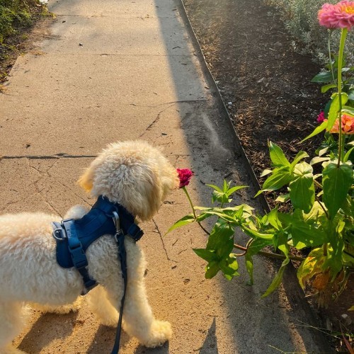 Chó Poodle trắng đeo dây xích xanh, khám phá thiên nhiên bên đường hoa.