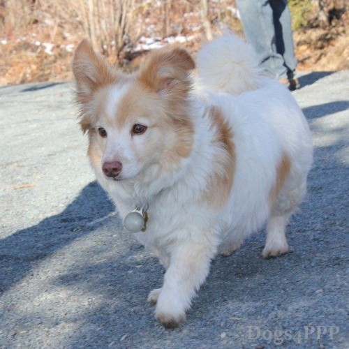 Chó Corgi lai Poodle thân thiện, dễ thương, vóc dáng nhỏ nhắn, bộ lông mềm mượt.