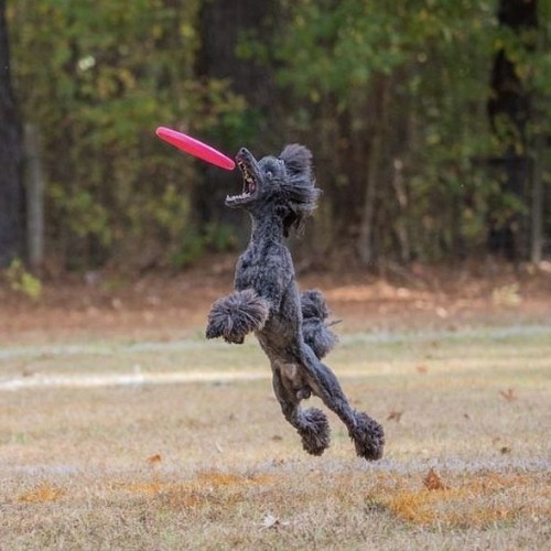 Standard Poodle nhảy bắt đĩa nhựa trên nền cỏ ngoài trời.