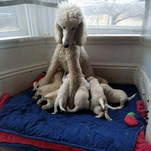 Chó Poodle mẹ đang cho đàn con bú sau khi sinh.