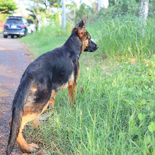 Chó Becgie đứng lặng lẽ nhìn xa trong tình trạng không khỏe.