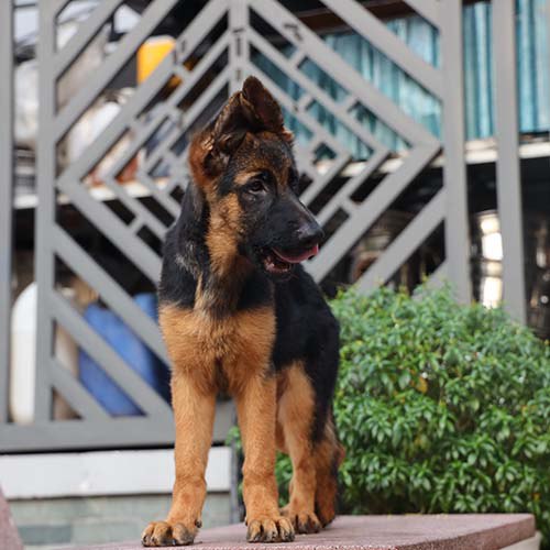 Chó Bécgie con thuần chủng đứng cảnh giác, dáng oai vệ, tai dựng đẹp