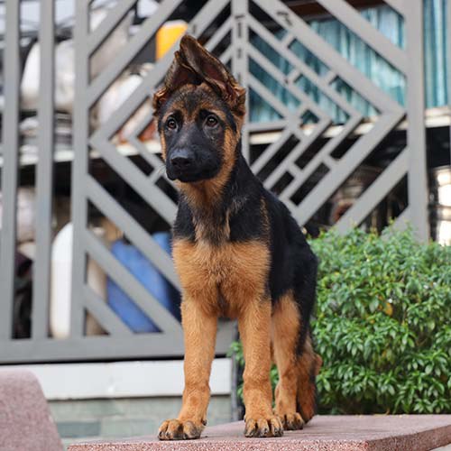 Chó Becgie con đứng nghiêm trang, cảnh giác và tập trung quan sát.