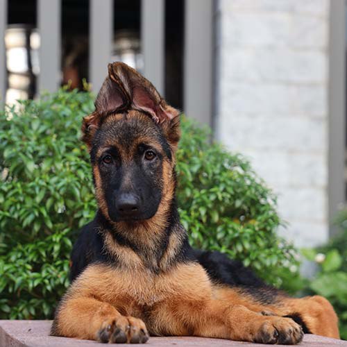 Chó Becgie Đức màu lưng yên ngựa nằm thư giãn trước bụi cây xanh