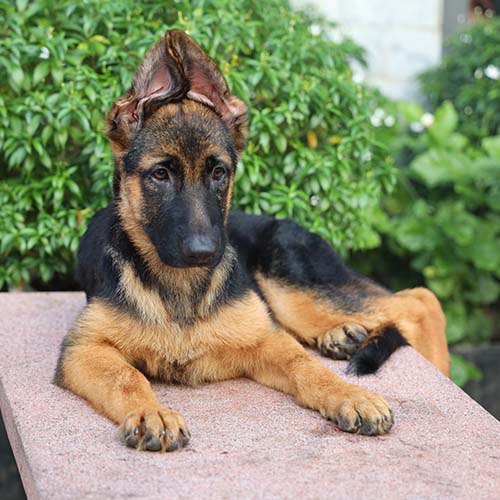 Chó Becgie Đức con nằm thư giãn trên bàn đá, tai cụp một bên, vẻ mặt dễ thương.