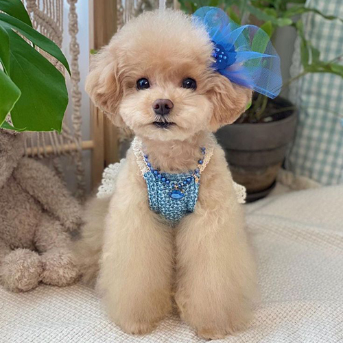 Chó Toy Poodle lông vàng, đeo nơ xanh và yếm đan, ngồi bên chậu cây dễ thương.