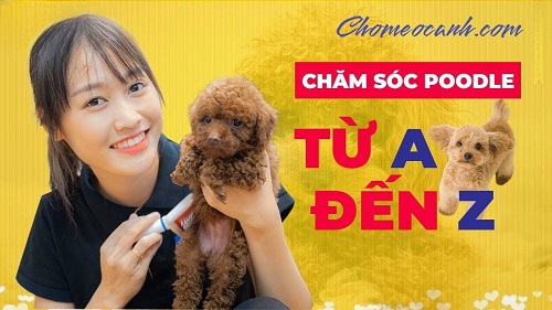 Chăm sóc chó Poodle khỏe mạnh từ A đến Z, hướng dẫn chi tiết cho người nuôi.