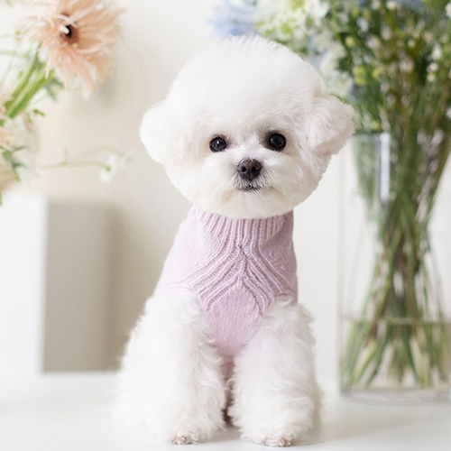 Chó Poodle trắng nhỏ nhắn mặc áo len hồng, dễ thương ngồi giữa không gian nhiều hoa.
