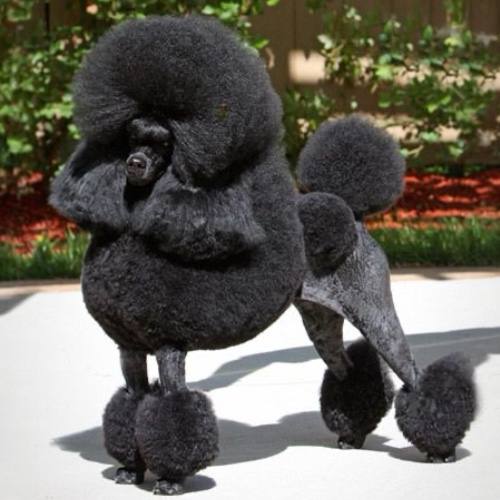 Standard Poodle lông đen xoăn dày, cần được tỉa và vệ sinh định kỳ.
