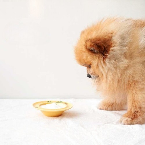 Chó Phốc Sóc lông vàng xù đứng nhìn đĩa sữa màu vàng nhạt trên bàn.