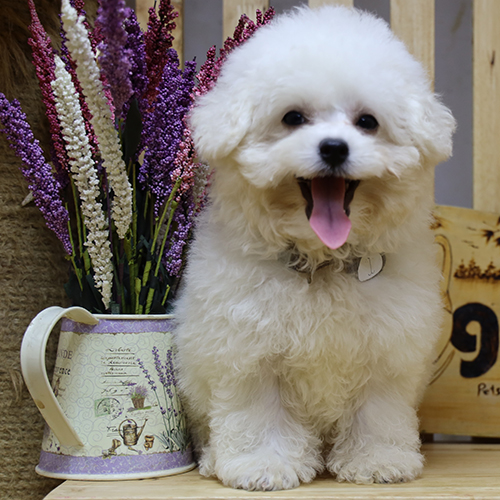 Chó Bichon Frise trắng tinh bên bình hoa oải hương