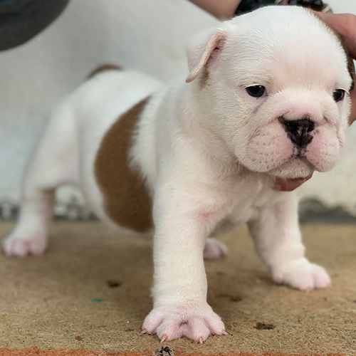 Chó Bulldog Anh con màu trắng đốm nâu, dáng đứng chắc khỏe