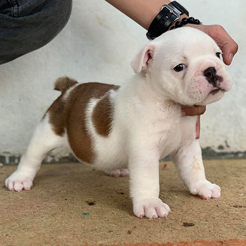 Chó Bulldog Anh con lông trắng pha nâu, được người nuôi đỡ nhẹ dưới cằm để kiểm tra tư thế đứng chuẩn.