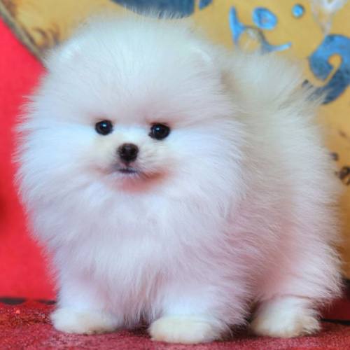 Chó Phốc sóc trắng, lông xù đáng yêu, thông minh và phù hợp với không gian nhỏ.