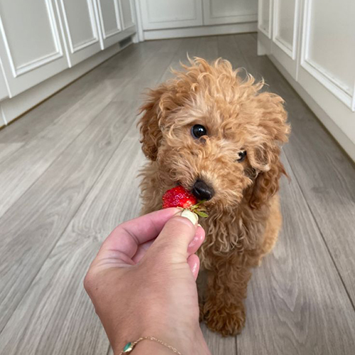 Chó Poodle con lông vàng đang ăn quả dâu tây, trong gian bếp sáng sủa.